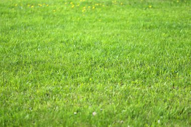 bir alandaki yeşil çimen 