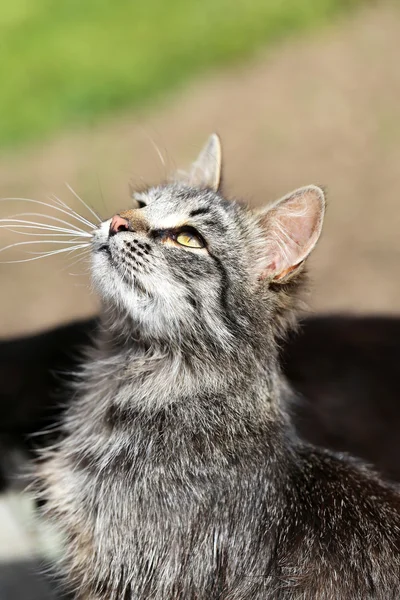 Piękne koty sfotografowany — Zdjęcie stockowe