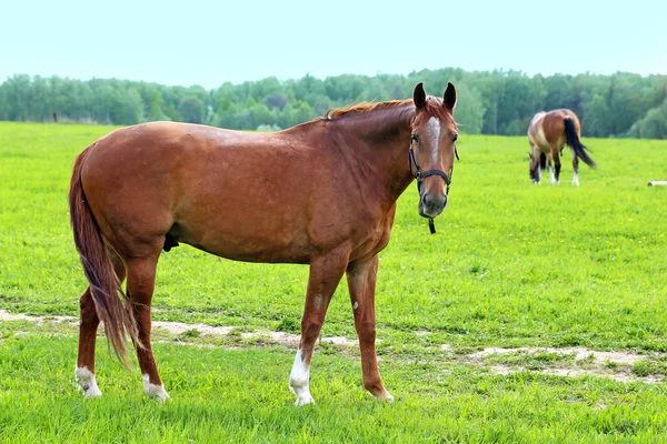 Piękne konie — Zdjęcie stockowe