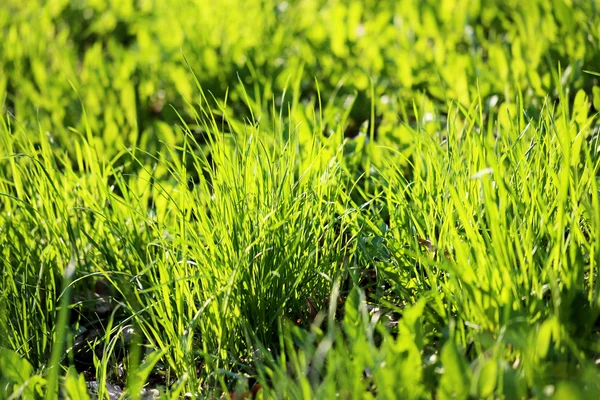 Hierba verde en un campo — Foto de Stock