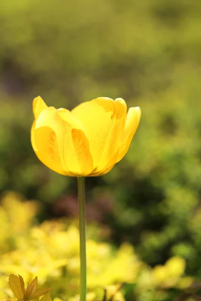 Spring beautiful flowers tulips — Stock Photo, Image