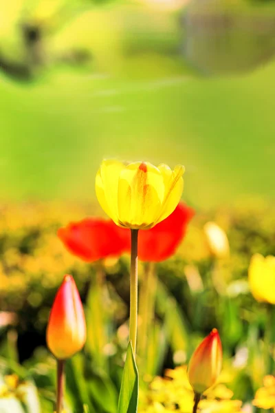 Primavera belas flores tulipas — Fotografia de Stock