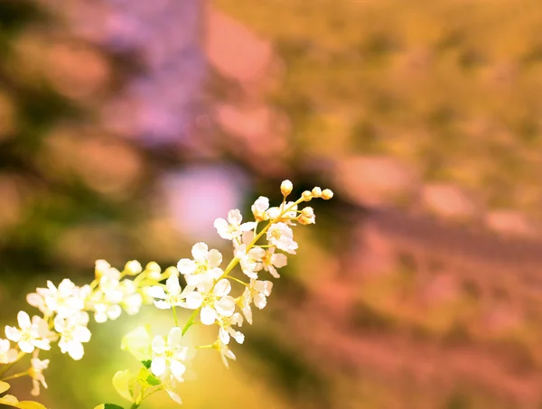 Spring flowers on the tree — Stock Photo, Image