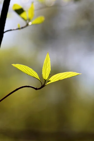 Folhas bonitas — Fotografia de Stock