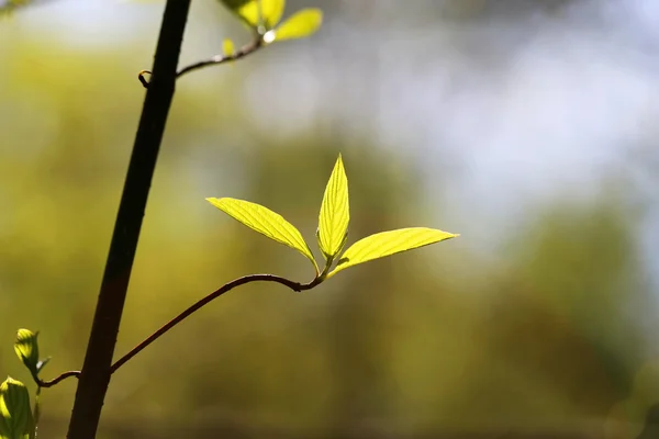 Belles feuilles — Photo