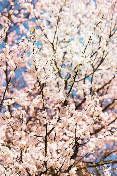 Flores de primavera en el árbol —  Fotos de Stock