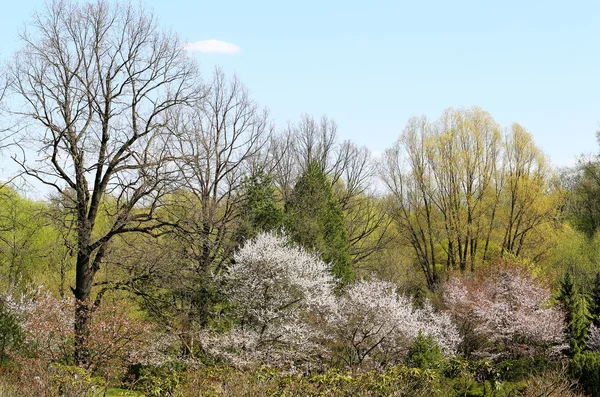 Spring flowers on the tree — Stock Photo, Image