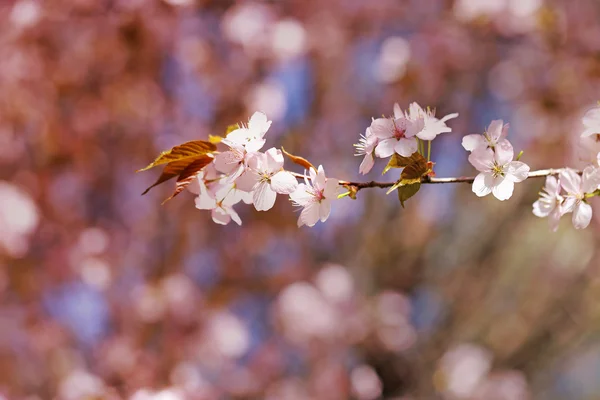 Fleurs printanières sur l'arbre — Photo