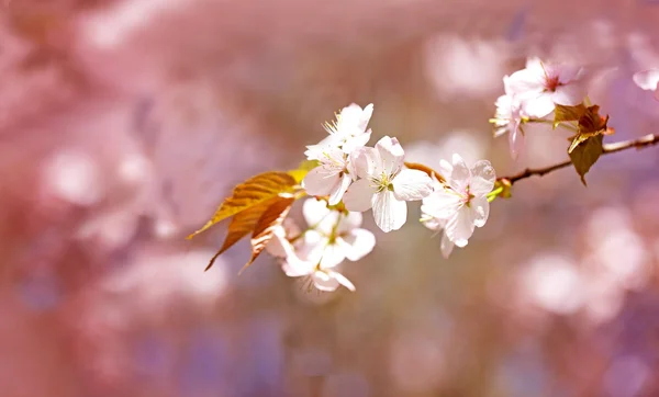 Flores de primavera na árvore — Fotografia de Stock