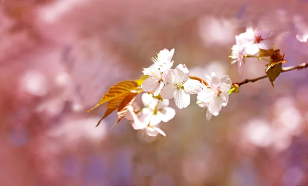 Flores de primavera en el árbol —  Fotos de Stock