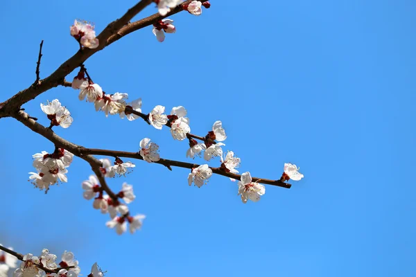 Flores de primavera na árvore — Fotografia de Stock