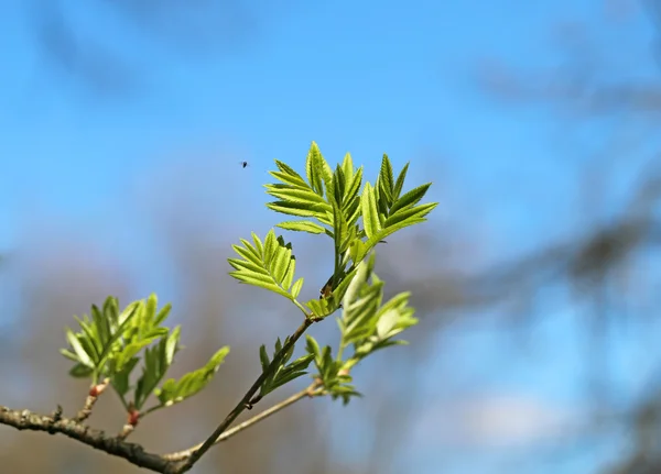 Belles feuilles — Photo