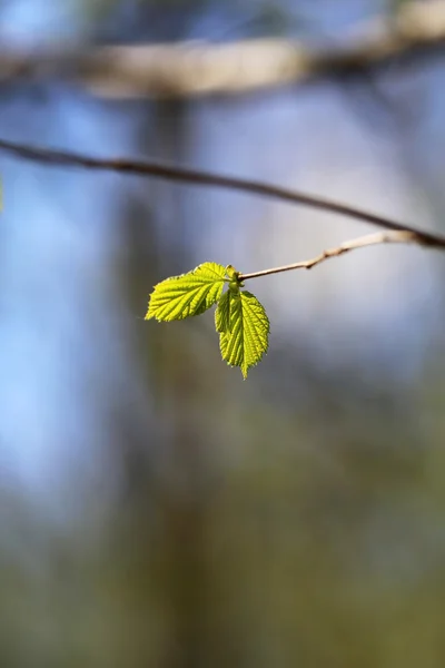 Folhas bonitas — Fotografia de Stock