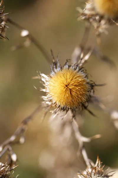 Herbe sèche dans un champ — Photo