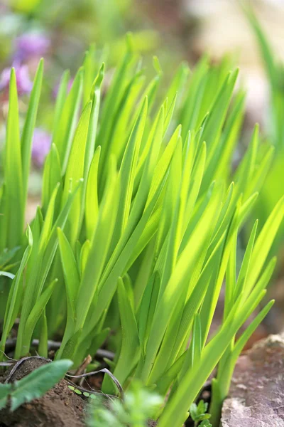 stock image Green grass in a field 