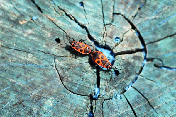İki kırmızı beetle — Stok fotoğraf