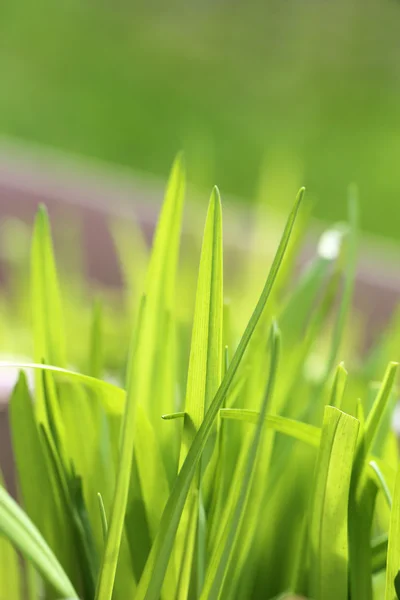 Grama verde em um campo — Fotografia de Stock
