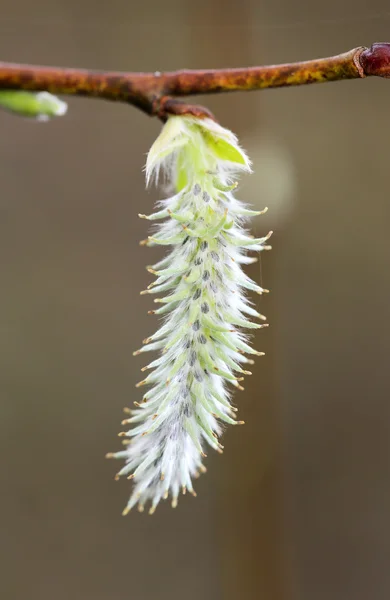 Flores de primavera na árvore — Fotografia de Stock