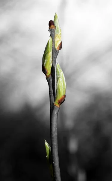 Belles feuilles — Photo