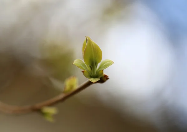 Belles feuilles — Photo