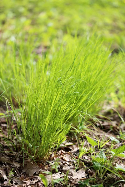 Hierba verde en un campo — Foto de Stock