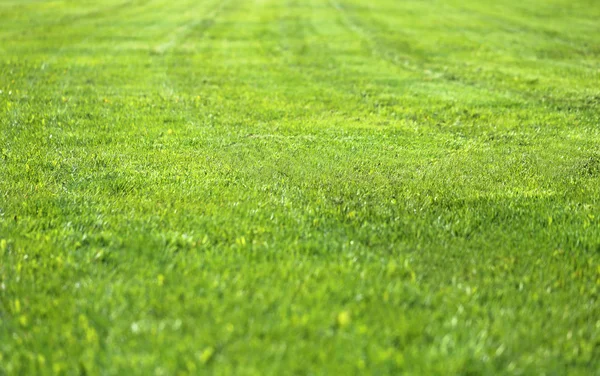 Hierba verde en un campo — Foto de Stock