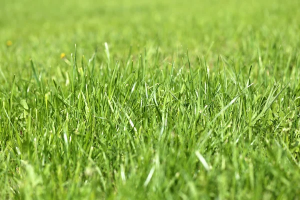 Hierba verde en un campo — Foto de Stock