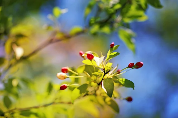 Flores de primavera na árvore — Fotografia de Stock