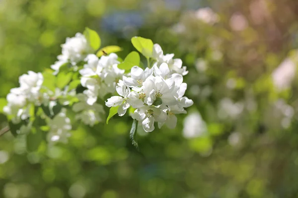 Flores de primavera na árvore — Fotografia de Stock