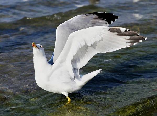 Bellissimo mare di gabbiano — Foto Stock