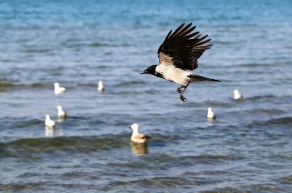 Belo corvo voando — Fotografia de Stock