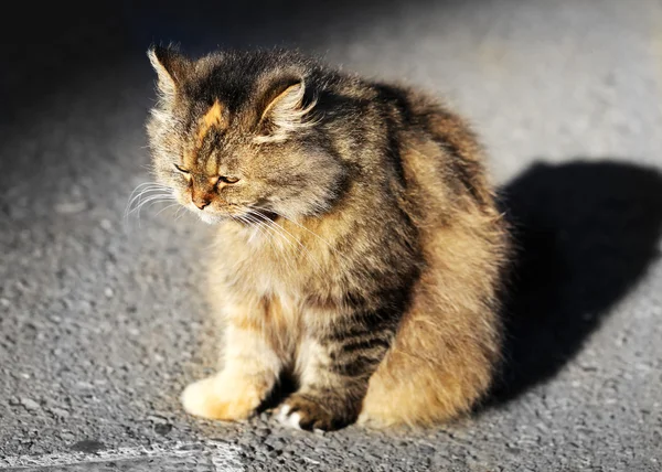 Beautiful sad cat — Stock Photo, Image