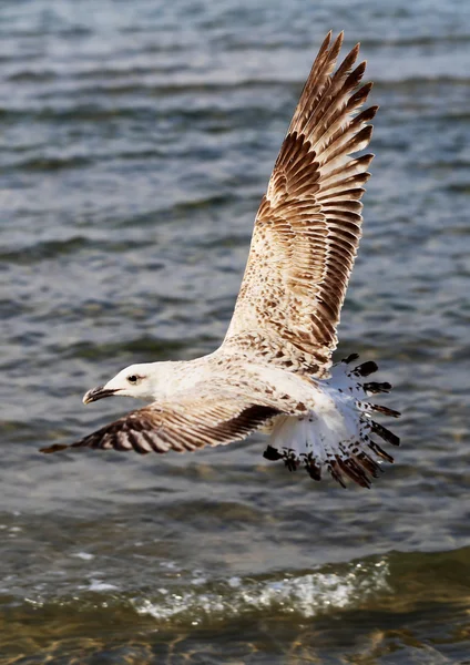 Bellissimo mare di gabbiano — Foto Stock