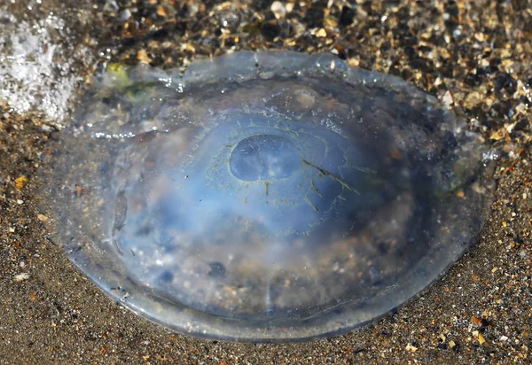 Round jellyfish lying — Stock Photo, Image