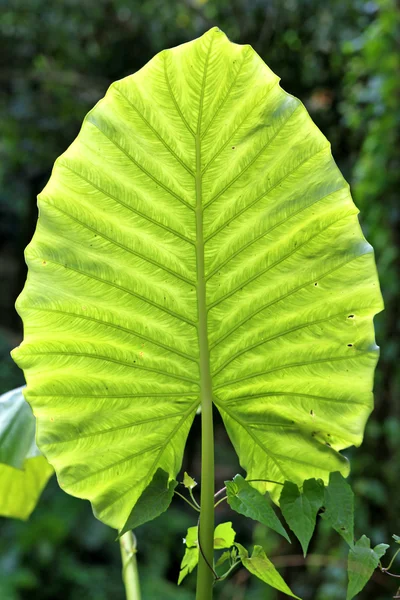 Grande folha verde bonita — Fotografia de Stock