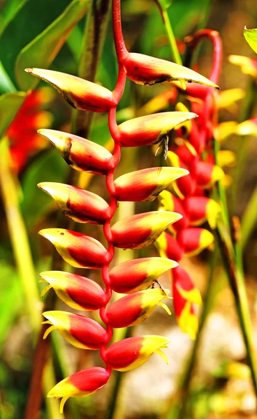 Mooie tropische bloem — Stockfoto