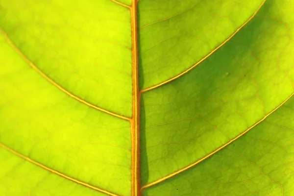 Folhas verdes bonitas — Fotografia de Stock