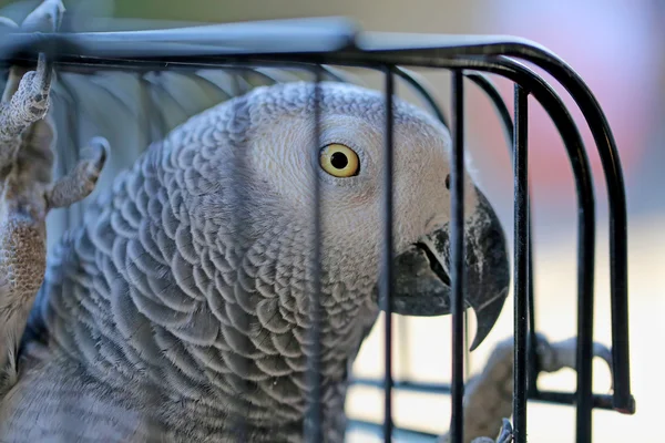 Beautiful parrot in a cage — Stock Photo, Image