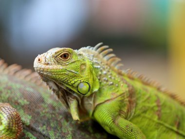 Yeşil kertenkele Iguana 