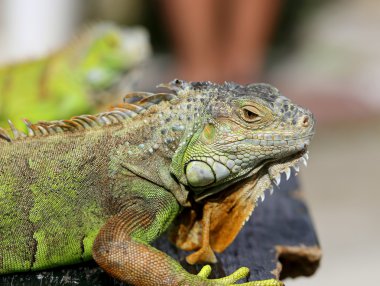 Yeşil kertenkele Iguana 