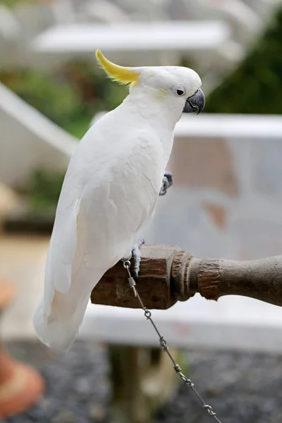 Beautiful white parrot cockatoo — Stock Photo, Image