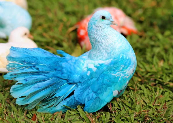 Beautiful blue pigeon — Stock Photo, Image