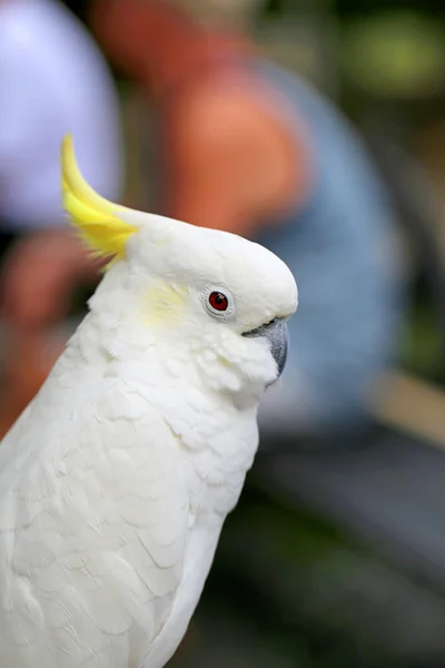 Beautiful white parrot cockatoo — Stock Photo, Image