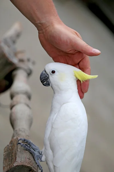 Beautiful white parrot cockatoo — Stock Photo, Image