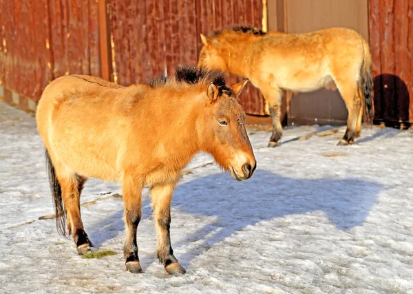 Piękny koń w zoo — Zdjęcie stockowe