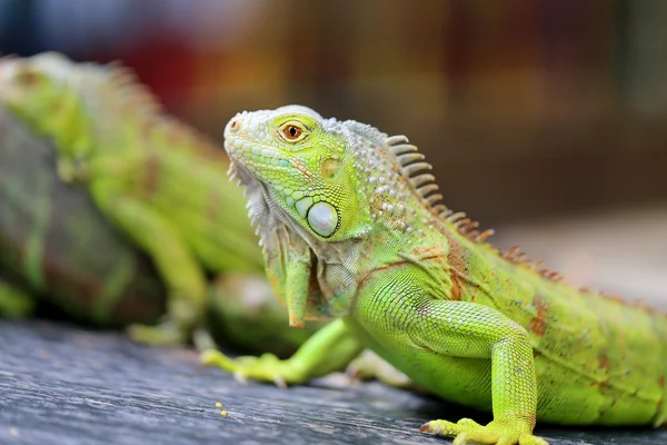 Yeşil kertenkele Iguana