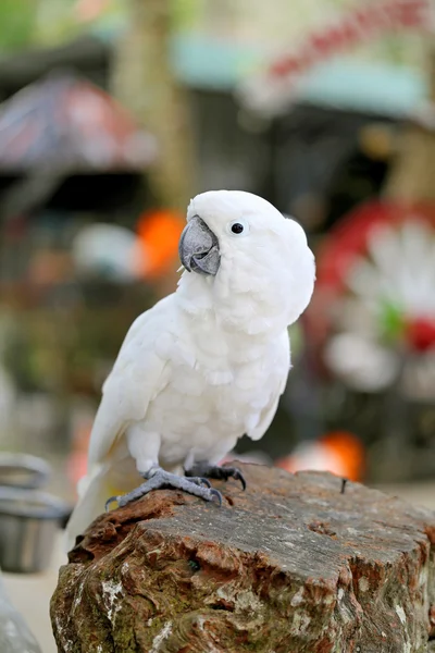 Beautiful white parrot cockatoo — Stock Photo, Image