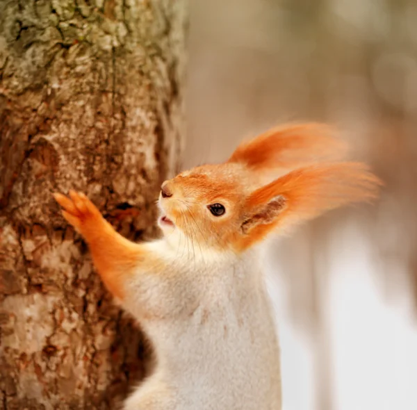 Belo retrato de um esquilo — Fotografia de Stock