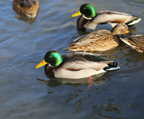 Schöne Enten und Erpel — Stockfoto