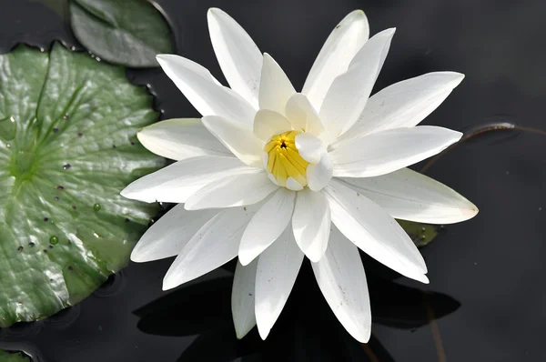 Il fiore di loto nello stagno — Foto Stock